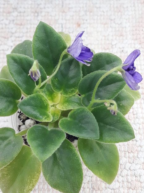 20 dec - ZZ NK Limpopo