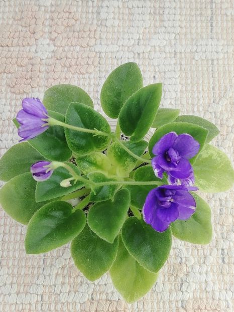 27 dec - ZZ NK Limpopo