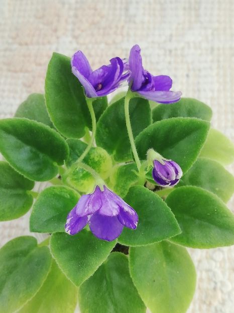 27 dec - ZZ NK Limpopo