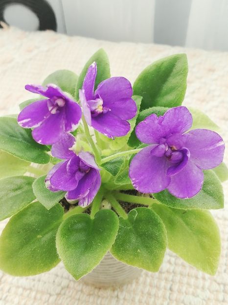 1 ian - ZZ NK Limpopo