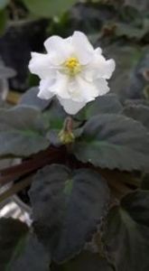 17 iul - Jolly Prize