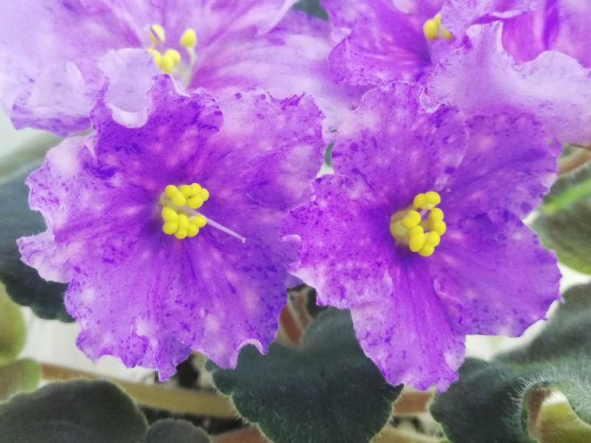 27 dec - K Lovec Snov