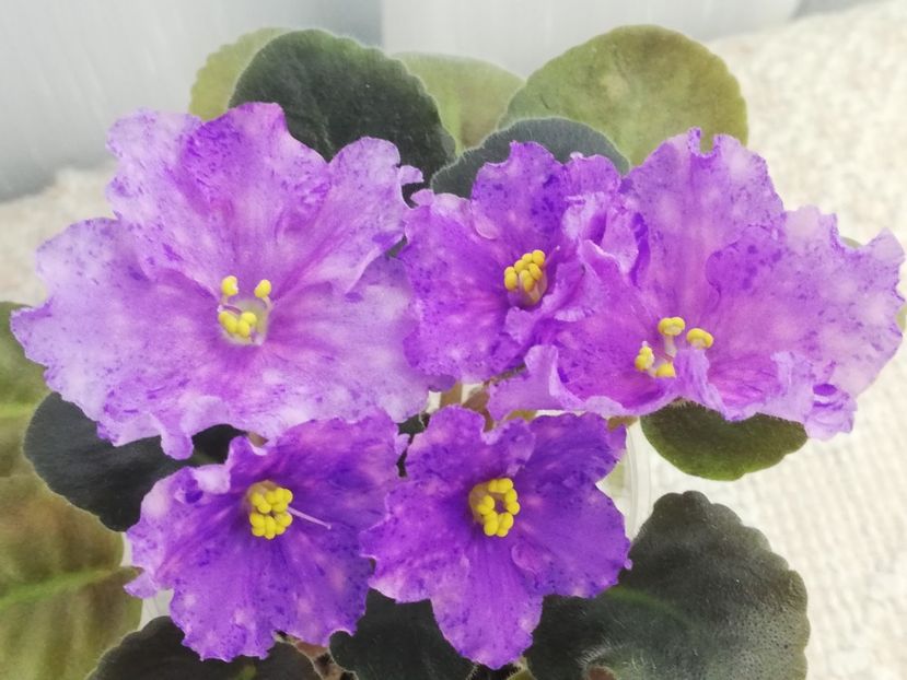 27 dec - K Lovec Snov