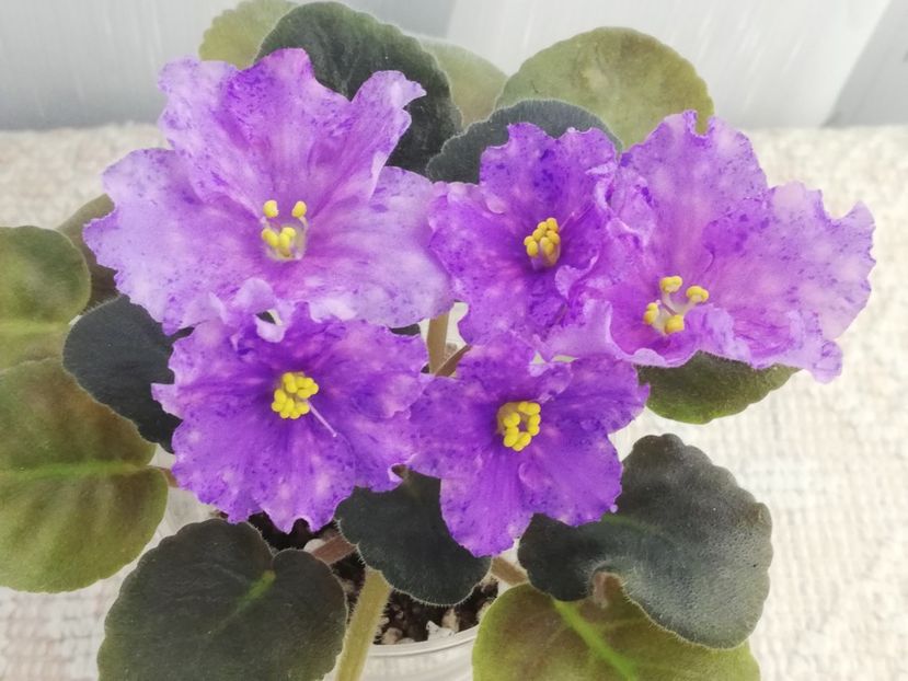 27 dec - K Lovec Snov