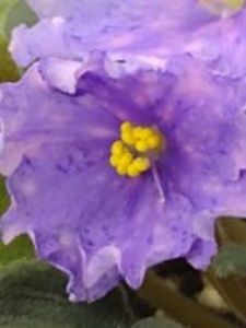 28 dec - K Lovec Snov