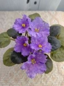 30 dec - K Lovec Snov