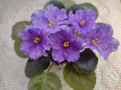 30 dec - K Lovec Snov