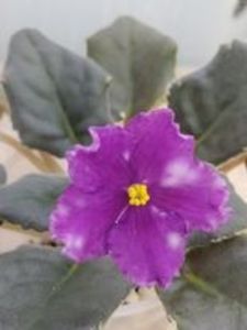 30 dec - RS Zvezdnaya Karusel