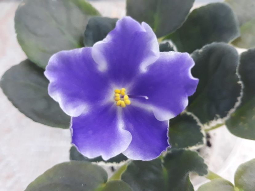 20 dec - VaT Utro sport