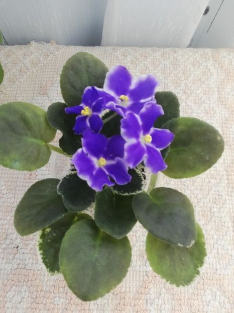 27 dec - VaT Utro sport