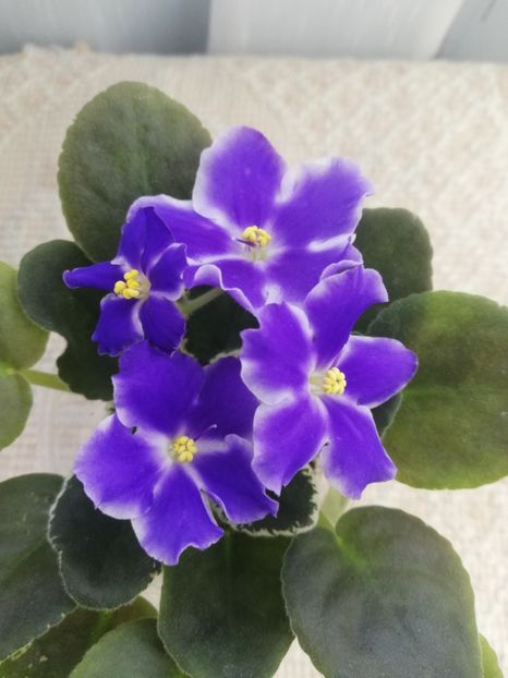 27 dec - VaT Utro sport