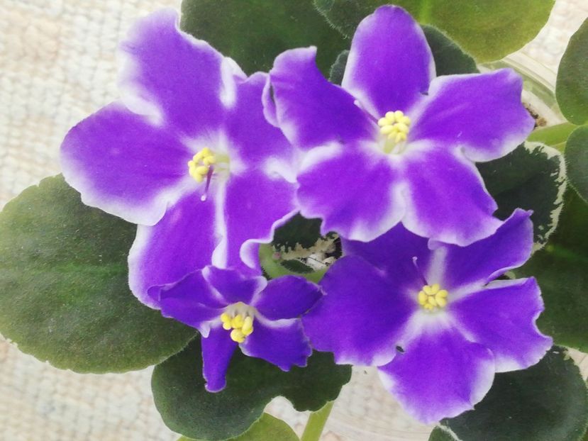 27 dec - VaT Utro sport