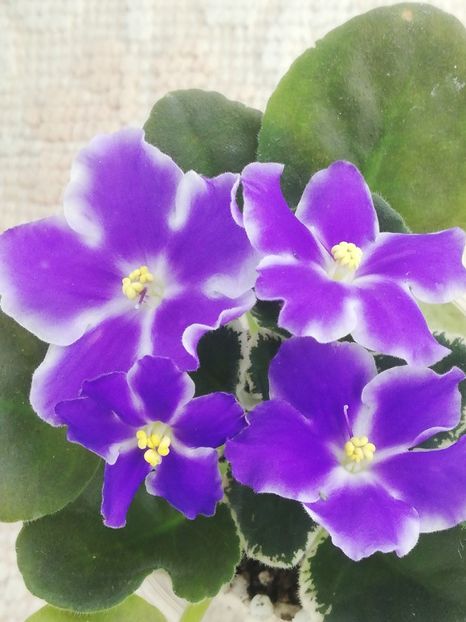 27 dec - VaT Utro sport