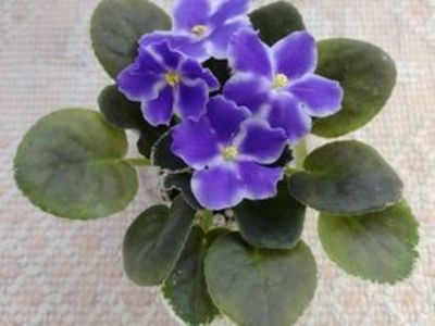 30 dec - VaT Utro sport