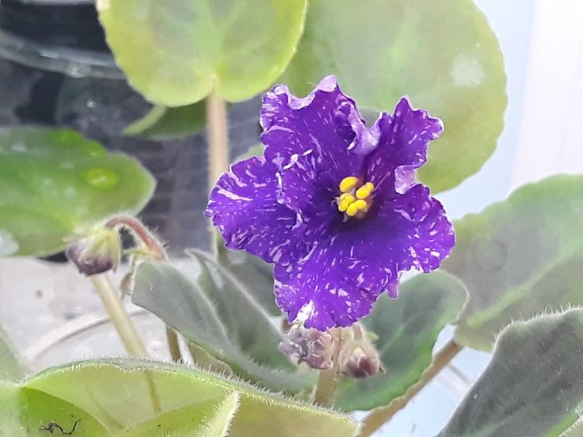 14 dec - VaT Novogodnyaya Noch