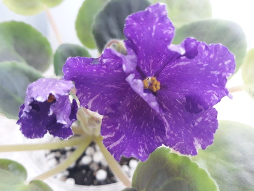 20 dec (25) - VaT Novogodnyaya Noch