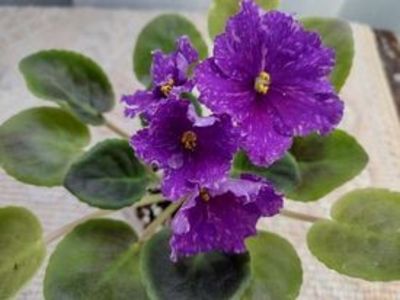 30 dec - VaT Novogodnyaya Noch