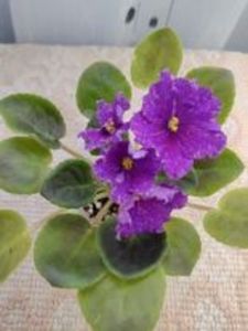 30 dec - VaT Novogodnyaya Noch