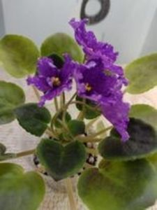 30 dec - VaT Novogodnyaya Noch