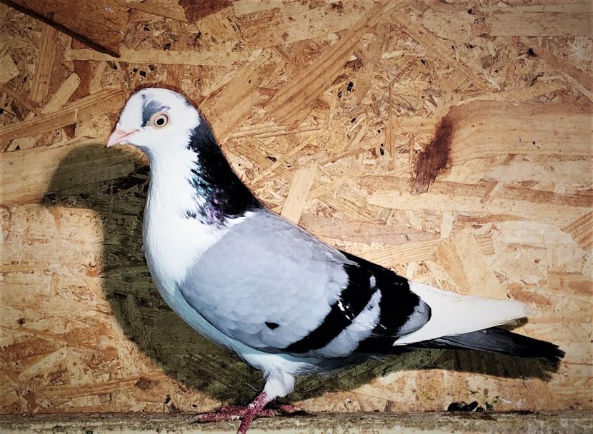 7133  femelă  2018 - Plecați ALBUM 3