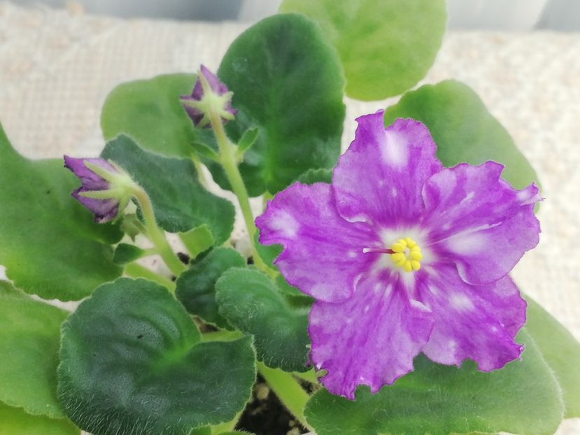 27 dec - LE Rain Melody