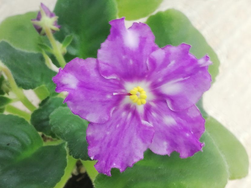 27 dec - LE Rain Melody