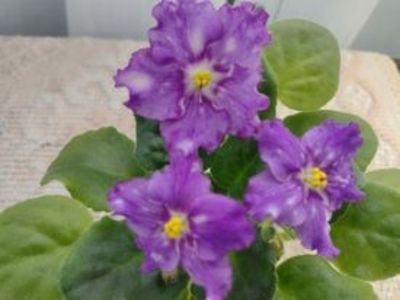 30 dec - LE Rain Melody