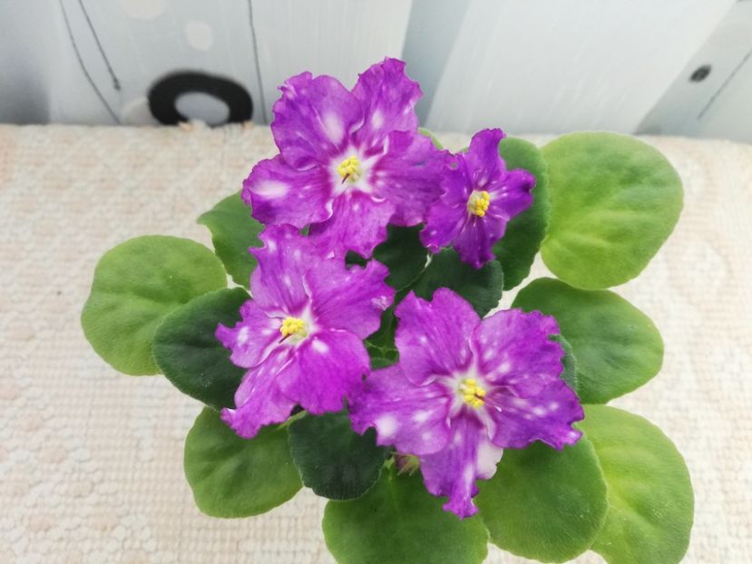 1 ian - LE Rain Melody