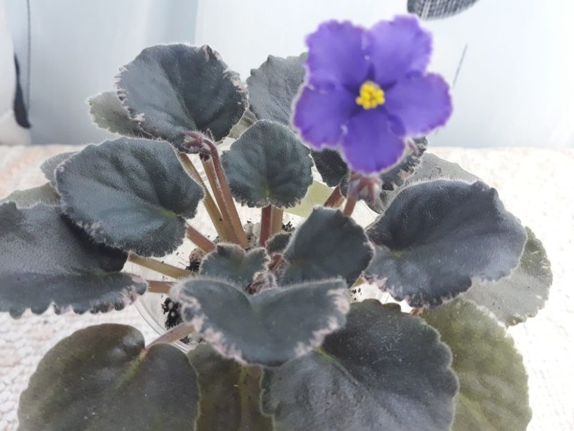 20 dec - LE Rafael sport