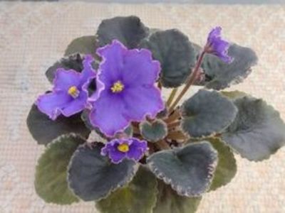 30 dec - LE Rafael sport