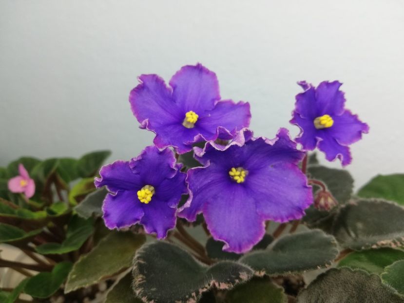 31 dec - LE Rafael sport