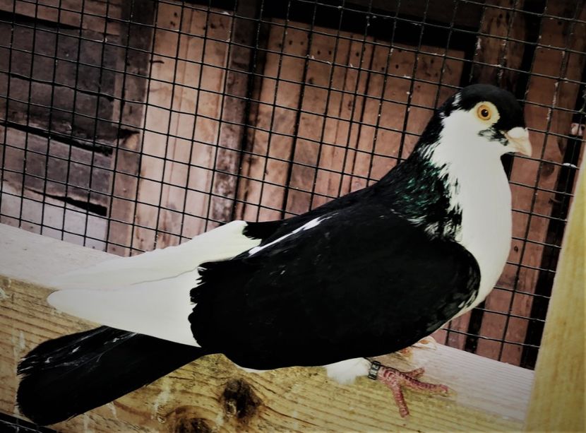 8722  mascul  2020 - B - perechi 2022