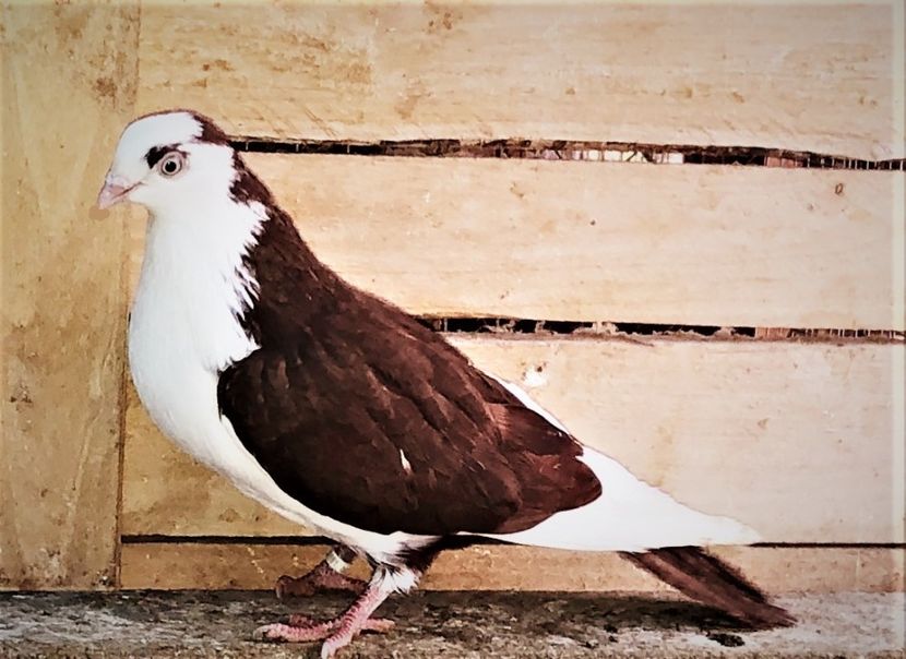 12681  mascul  2021 - B - perechi 2022