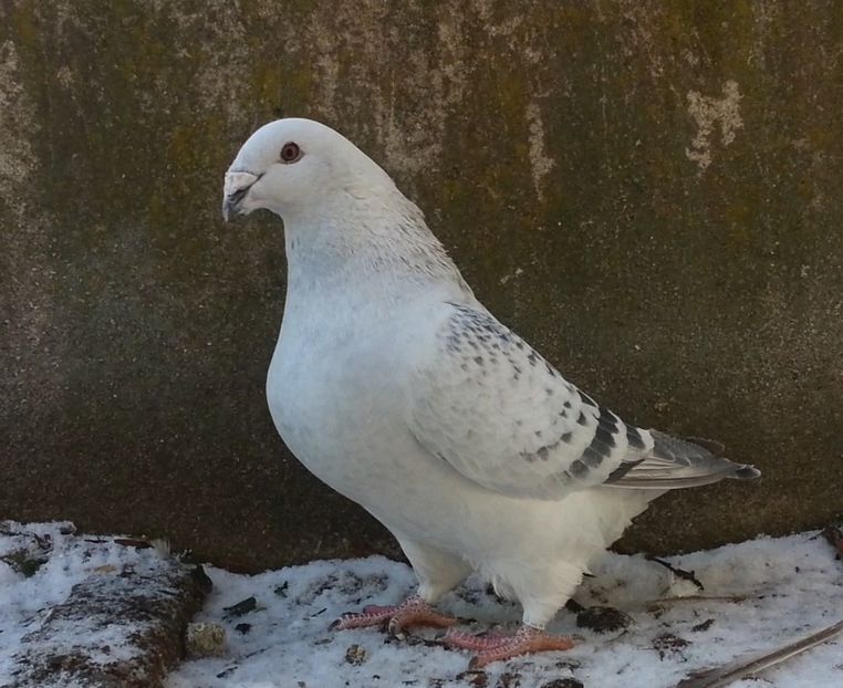 PL21-JRS42 - a- SAMCE- Males