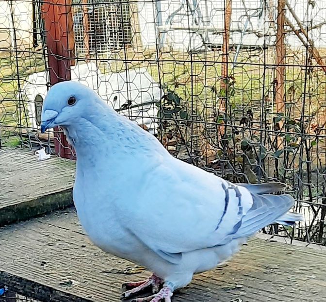  - Păsările mele