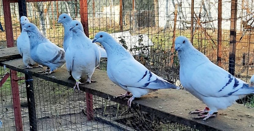  - Păsările mele