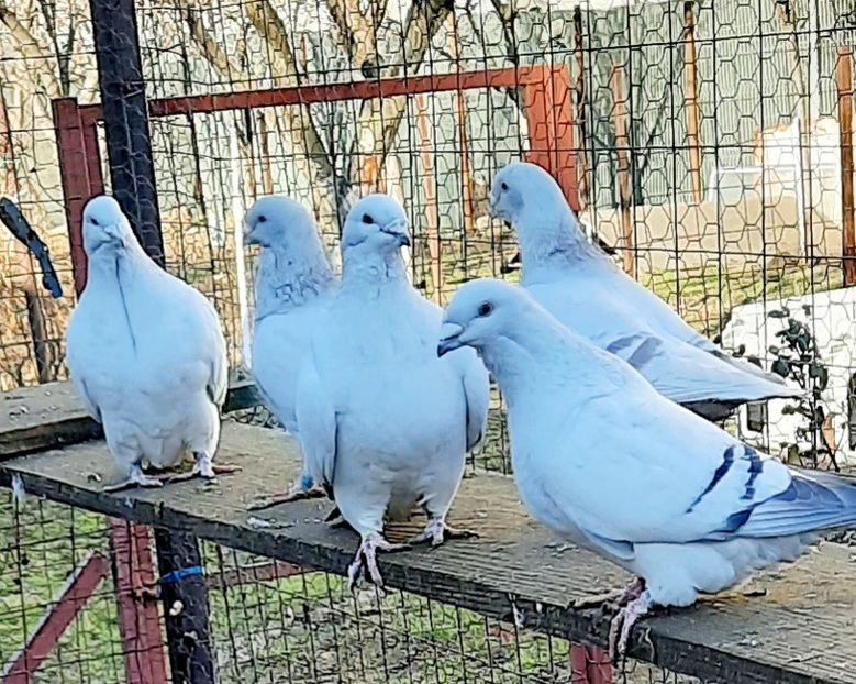 - Păsările mele