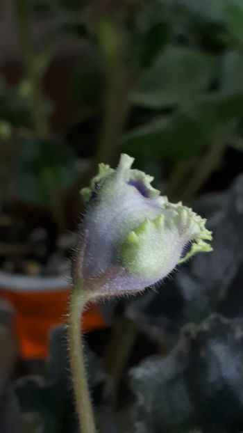  - EK-Zamorskaya Dikovinka