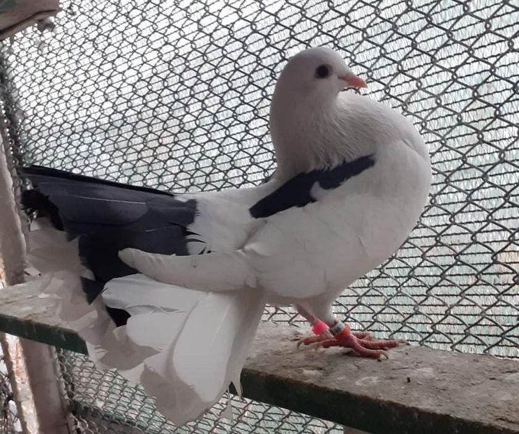 received_271802288318899 - vanduti