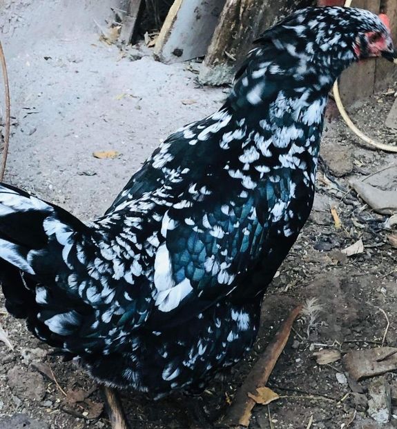 received_381688353755140 - Pita pinta asturiana