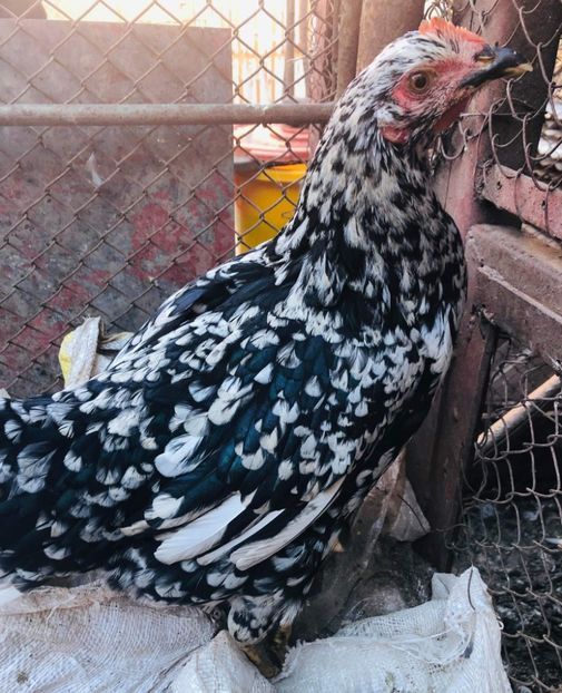 received_1405114896673633 - Pita pinta asturiana