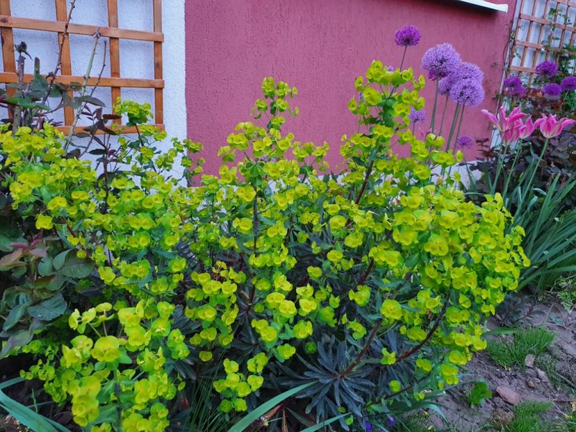 Euphorbia Purpurea - Perene