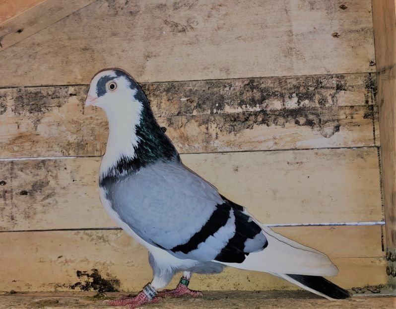 6827  mascul  2019 - 00001 porumbei dragi mie arhivă