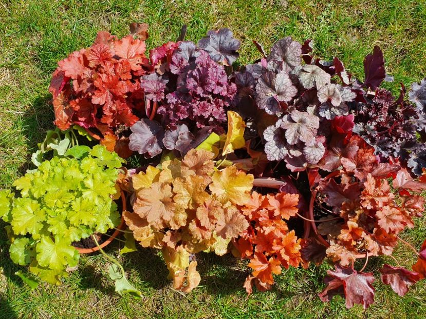 Heuchere diverse - Perene