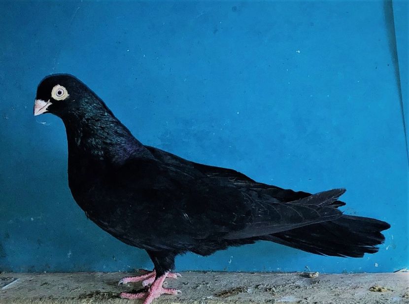 8898  mascul  2021 - B - perechi 2022