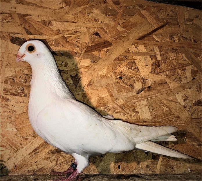 0673  femelă  2018 - Plecați ALBUM 3