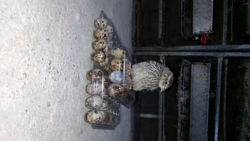 20220102_155240(1) - Prepelite