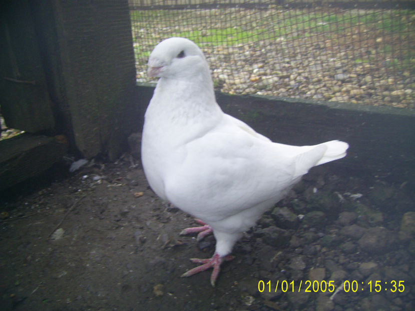 M - 2020 - gangster - americani baltati - perechi 2022