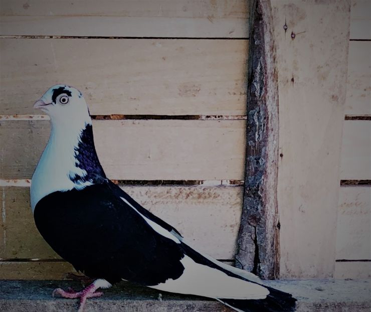 7103  femelă  2018 - Plecați ALBUM 4