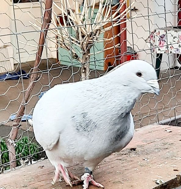  - Păsările mele